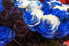 Exotic Roses