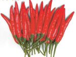 Demon Chilli Red 150Gm Pkt