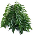 Curry Leaves P/Pack