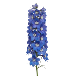  Delphinium Flower
