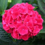 Hydrangea Flower