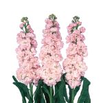 Mathiola Flower P/Bunch