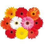 GERBERA FLOWER P/BUNCH