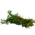 ROSE MARY HERB P/BUNCH