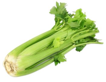 CELERY P/KG