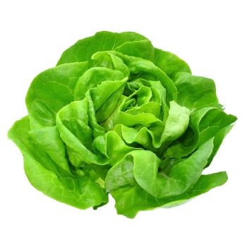 BUTTERHEAD LETTUCE P/PC
