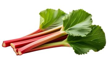 RHUBABS P/KG