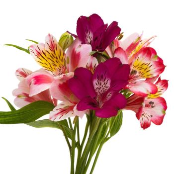 ALSTRO MIX ROSES