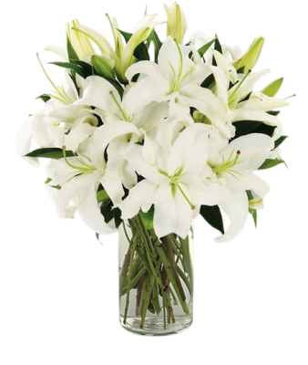  Lilly Oriental Signum Flower P/Stem