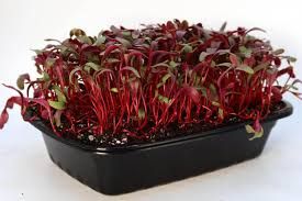 Beetroot Microgreens pack