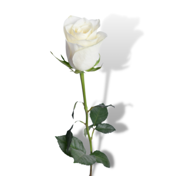 Exclusive Roses - Single