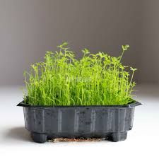 Carrot Microgreens