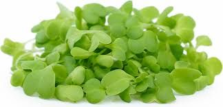 Chinese Cabbage Microgreens pack