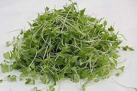 CHINESE CABBAGE MICROGREENS PKT
