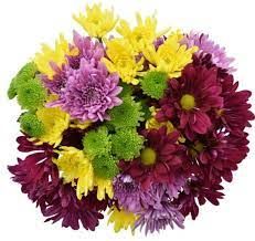 CHRYSANTHEMUMS FLOWERS 10 stem