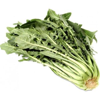 IMP.CHICORY PKT