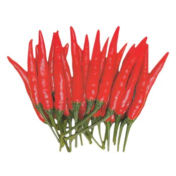 Demon Chilli P/KG