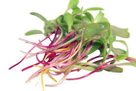 Swiss Chard Microgreens 50g  P/Pack