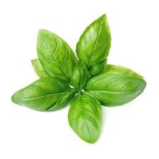 BASIL PKT