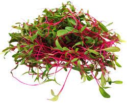 BEETROOT MICROGREENS PKT
