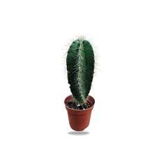 FF0071 CACTI MEDIUM POT 9