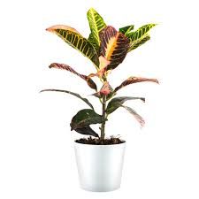 FF0176 CROTON PLANTERS POT 27