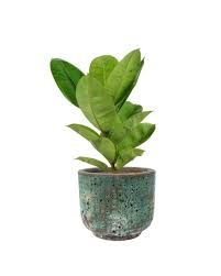 FF0233 FICUS ELASTICA POT 27