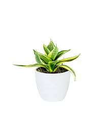 FF0467 SNAKE (SANSIVERIA)  PLANTERS POT 20