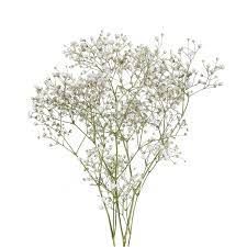FILLER FLOWERS STEM
