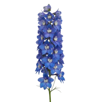  Delphinium Flower