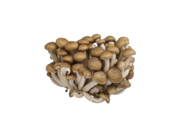 Imported Shimeji Brown Mushroom