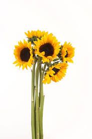 SUNFLOWERS PER /BNCH