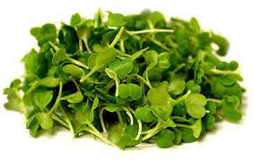 CHINESE CABBAGE MICROGREENS PKT