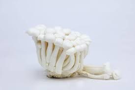IMP SHIMEJI WHITE Mushroom PKT