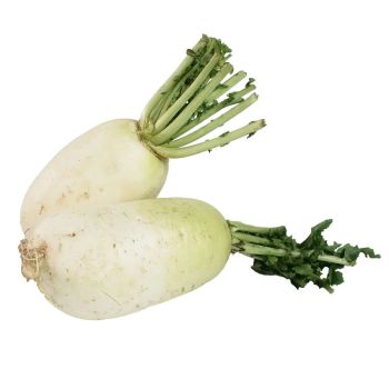 Korean Radish