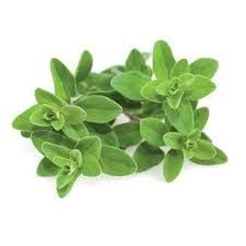 Marjram Herbs P/Bunch