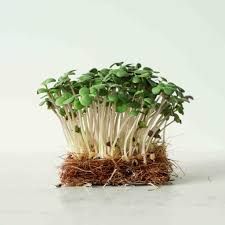 Mustard Microgreens 50G