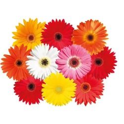 GERBERA FLOWER P/BUNCH