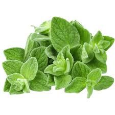 OREGANO HERBS
