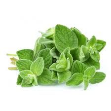 Oregano Herbs P/Bunch