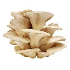 OYSTER MUSHROOM 250G