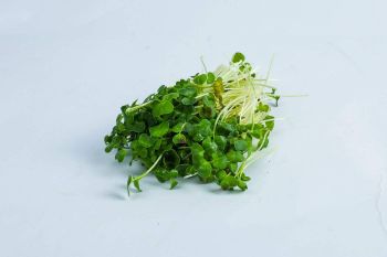 Radish Microgreens 50G