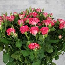 SPRAY ROSES