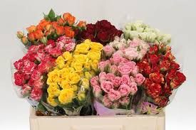 SPRAY ROSES TAMBUZI