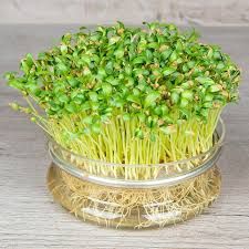 FENUGREEK SPROUTS