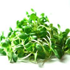 Sunflower Microgreens 50G