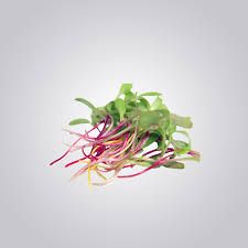 swiss chard microgreens 50G