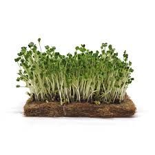 TURNIP MICROGREENS