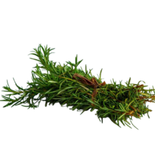 ROSE MARY HERB P/BUNCH