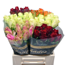 LUXURY ROSES